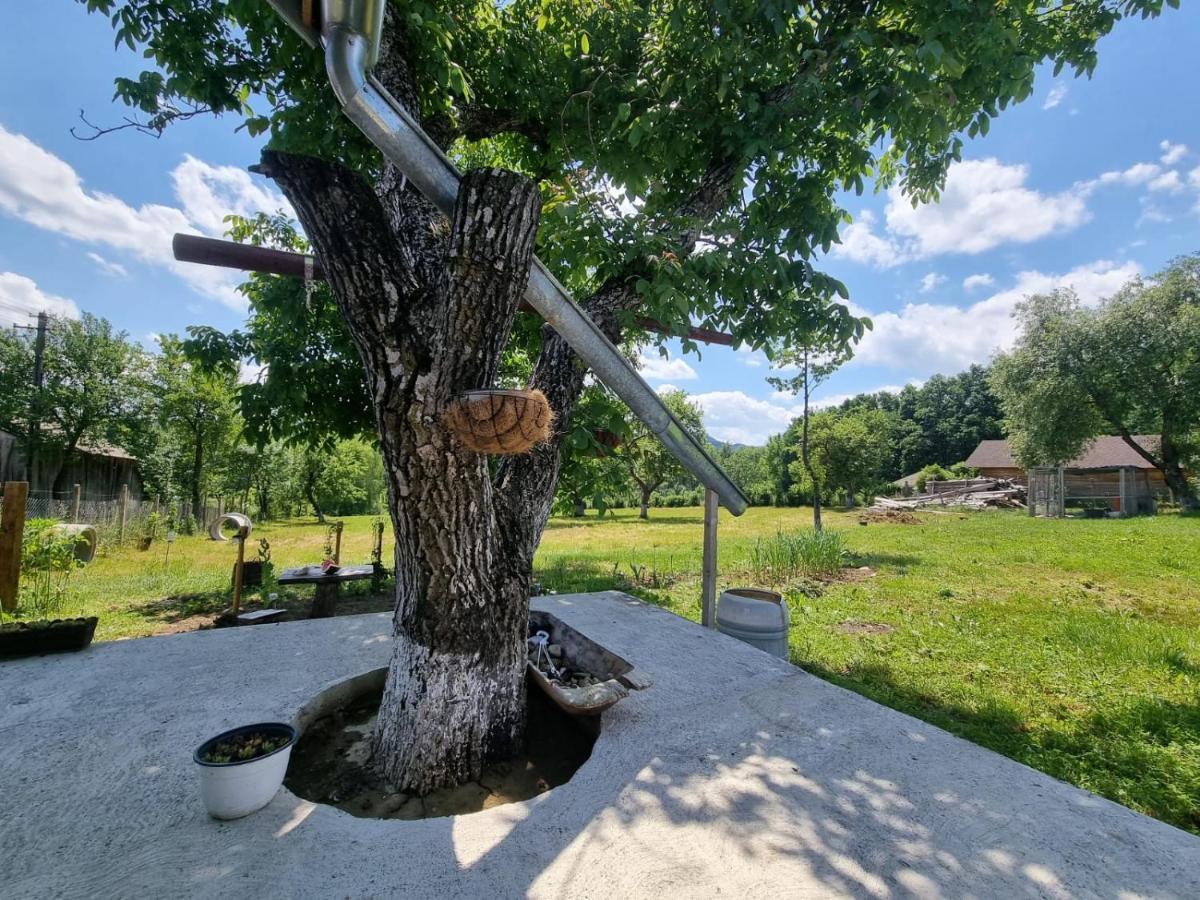 Casa Primitoare In Inima Naturii Si Padurii Rasca  外观 照片